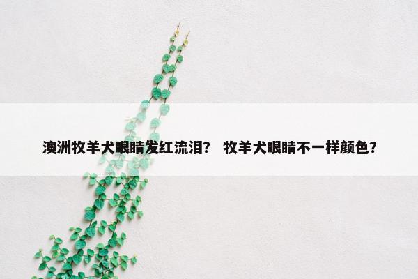 澳洲牧羊犬眼睛发红流泪？ 牧羊犬眼睛不一样颜色？