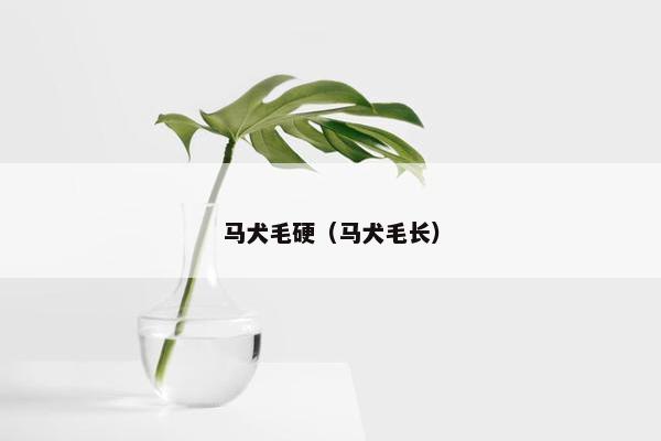 马犬毛硬（马犬毛长）