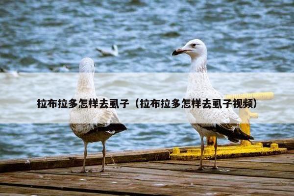 拉布拉多怎样去虱子（拉布拉多怎样去虱子视频）