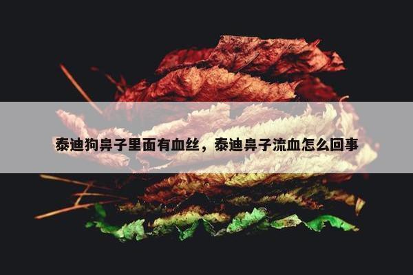 泰迪狗鼻子里面有血丝，泰迪鼻子流血怎么回事