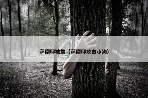 萨摩耶被撸（萨摩耶攻击小狗）