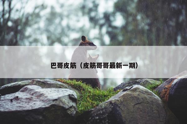 巴哥皮筋（皮筋哥哥最新一期）