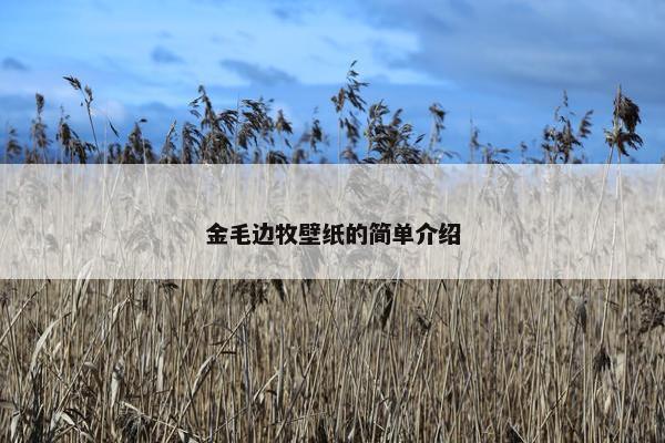 金毛边牧壁纸的简单介绍