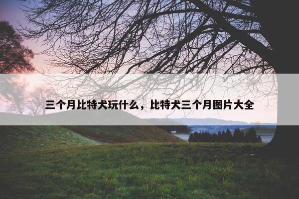 三个月比特犬玩什么，比特犬三个月图片大全