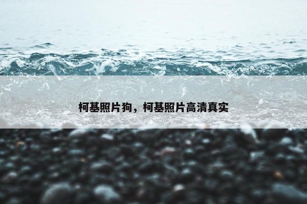 柯基照片狗，柯基照片高清真实