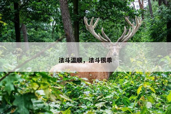 法斗温顺，法斗很乖