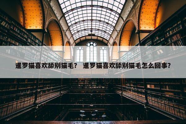 暹罗猫喜欢舔别猫毛？ 暹罗猫喜欢舔别猫毛怎么回事？