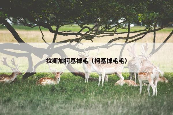 拉斯加柯基掉毛（柯基掉毛毛）