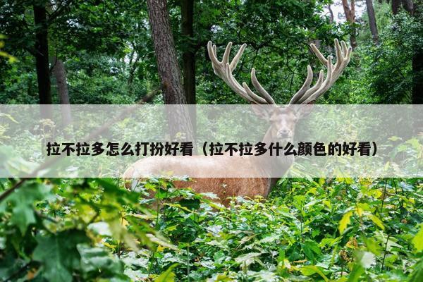 拉不拉多怎么打扮好看（拉不拉多什么颜色的好看）