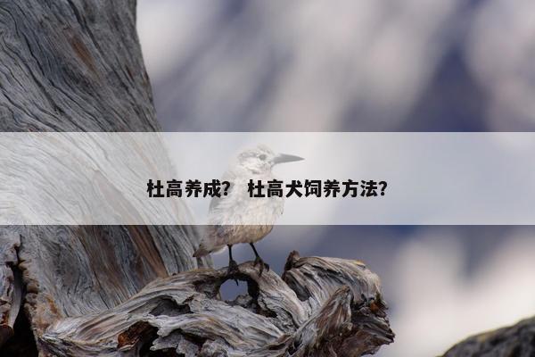 杜高养成？ 杜高犬饲养方法？
