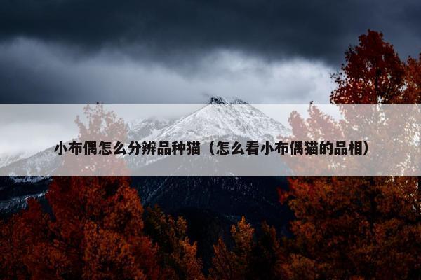 小布偶怎么分辨品种猫（怎么看小布偶猫的品相）