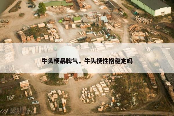牛头梗暴脾气，牛头梗性格稳定吗