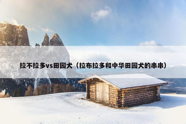 拉不拉多vs田园犬（拉布拉多和中华田园犬的串串）