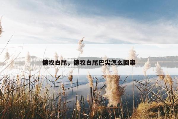 德牧白尾，德牧白尾巴尖怎么回事