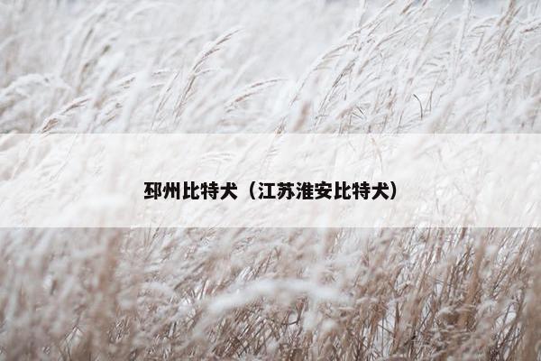 邳州比特犬（江苏淮安比特犬）