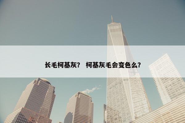 长毛柯基灰？ 柯基灰毛会变色么？