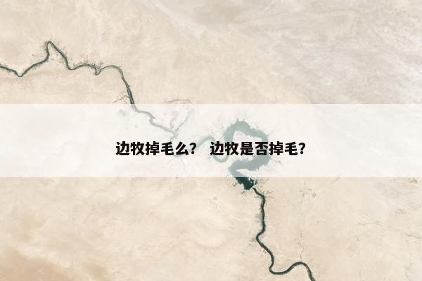 边牧掉毛么？ 边牧是否掉毛？