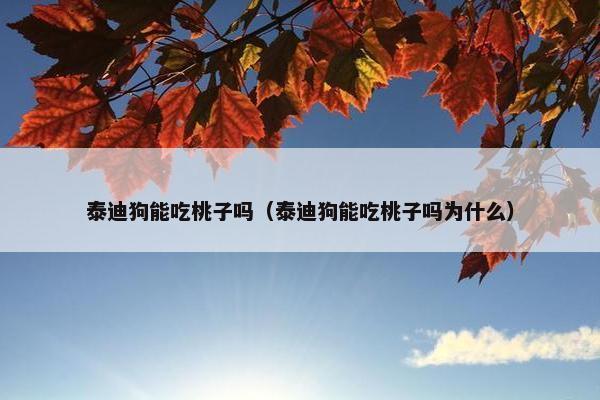 泰迪狗能吃桃子吗（泰迪狗能吃桃子吗为什么）