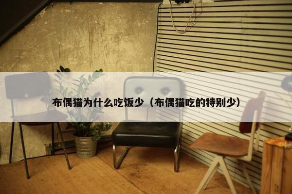 布偶猫为什么吃饭少（布偶猫吃的特别少）