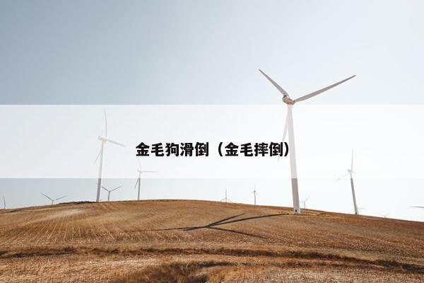 金毛狗滑倒（金毛摔倒）