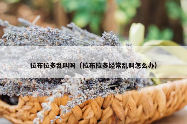 拉布拉多乱叫吗（拉布拉多经常乱叫怎么办）