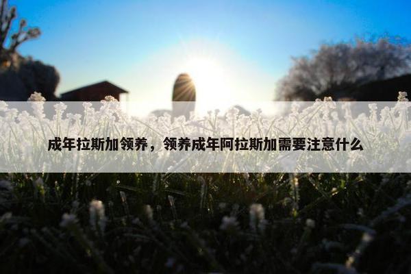 成年拉斯加领养，领养成年阿拉斯加需要注意什么