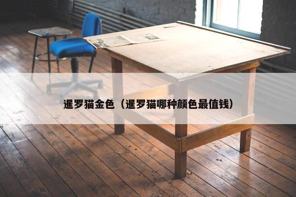 暹罗猫金色（暹罗猫哪种颜色最值钱）