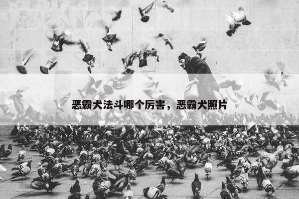 恶霸犬法斗哪个厉害，恶霸犬照片