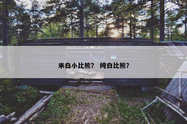 米白小比熊？ 纯白比熊？