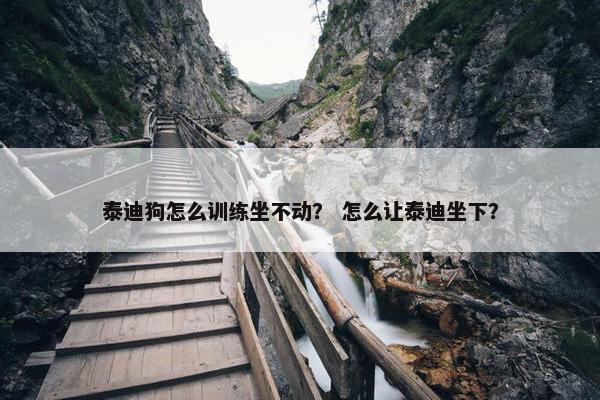 泰迪狗怎么训练坐不动？ 怎么让泰迪坐下？
