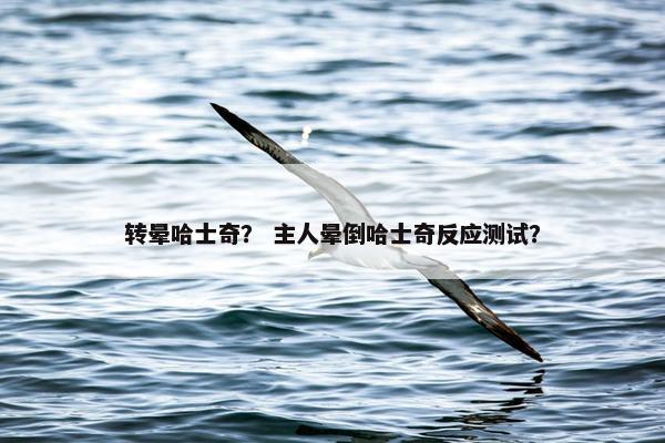 转晕哈士奇？ 主人晕倒哈士奇反应测试？