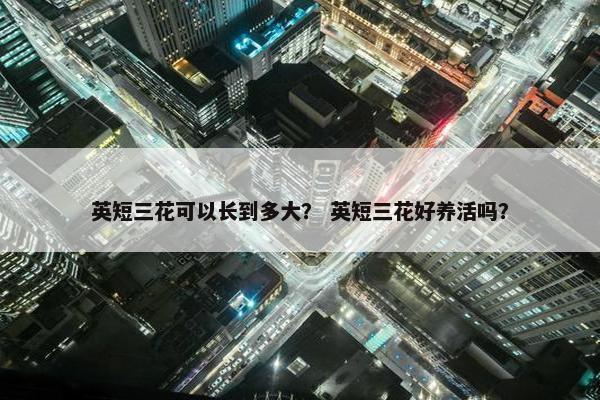 英短三花可以长到多大？ 英短三花好养活吗？