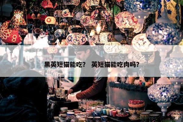 黑英短猫能吃？ 英短猫能吃肉吗？