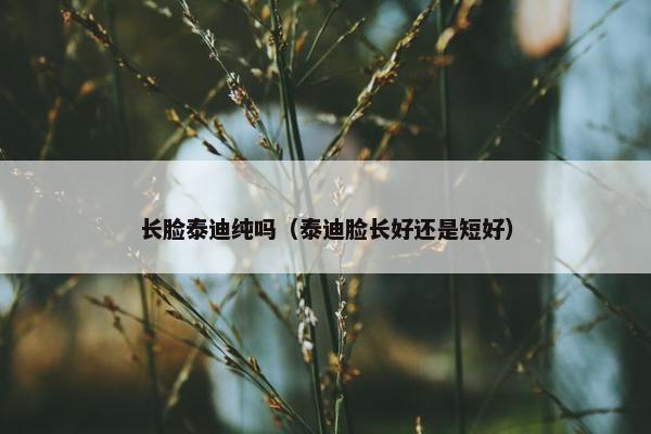 长脸泰迪纯吗（泰迪脸长好还是短好）