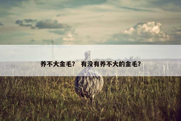养不大金毛？ 有没有养不大的金毛？