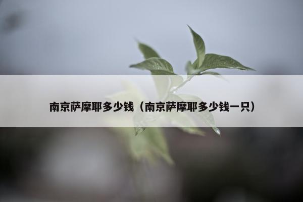南京萨摩耶多少钱（南京萨摩耶多少钱一只）