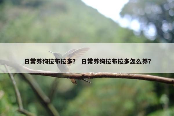 日常养狗拉布拉多？ 日常养狗拉布拉多怎么养？