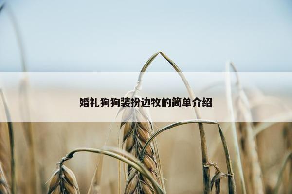 婚礼狗狗装扮边牧的简单介绍