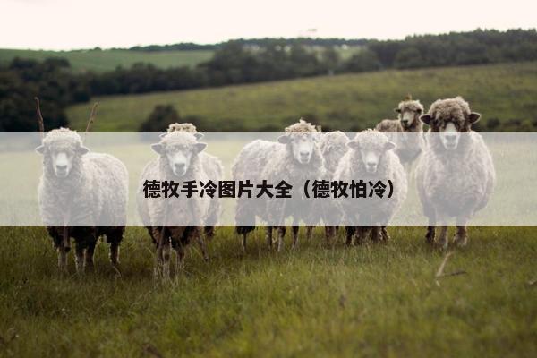 德牧手冷图片大全（德牧怕冷）