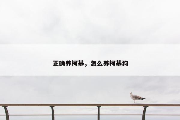 正确养柯基，怎么养柯基狗