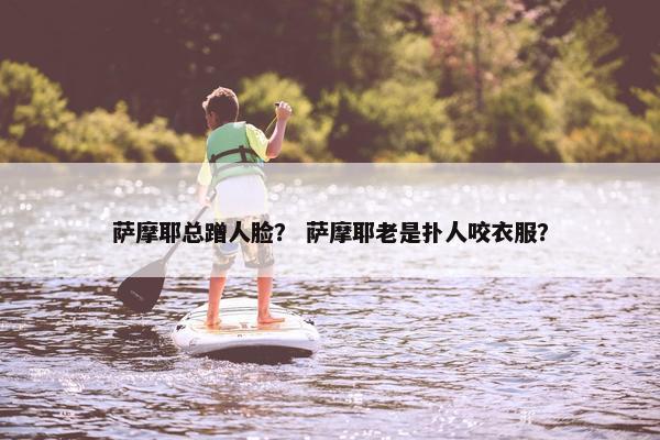 萨摩耶总蹭人脸？ 萨摩耶老是扑人咬衣服？