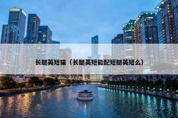 长腿英短猫（长腿英短能配短腿英短么）