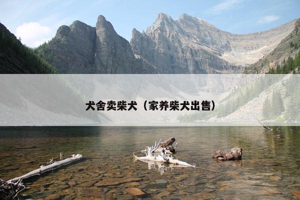犬舍卖柴犬（家养柴犬出售）