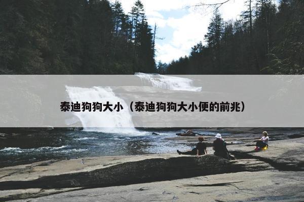 泰迪狗狗大小（泰迪狗狗大小便的前兆）