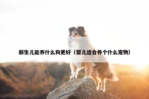 新生儿能养什么狗更好（婴儿适合养个什么宠物）