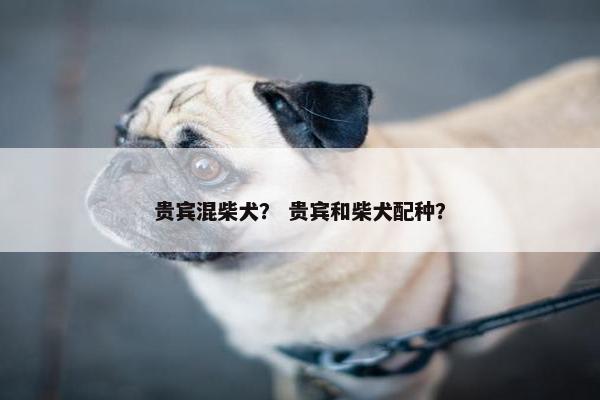 贵宾混柴犬？ 贵宾和柴犬配种？
