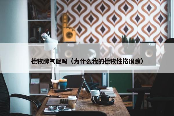 德牧脾气倔吗（为什么我的德牧性格很疯）