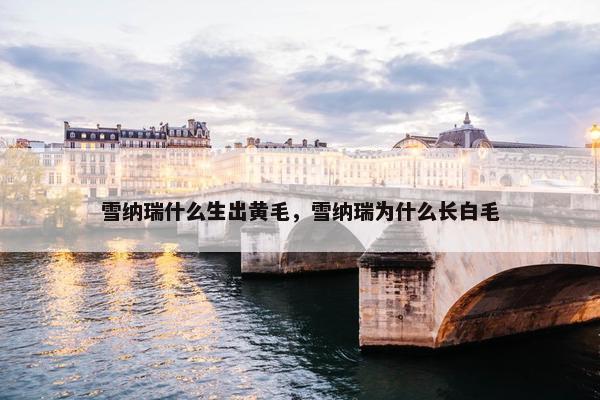 雪纳瑞什么生出黄毛，雪纳瑞为什么长白毛