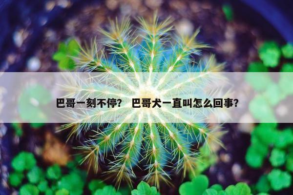 巴哥一刻不停？ 巴哥犬一直叫怎么回事？