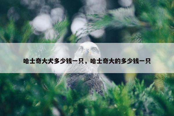 哈士奇大犬多少钱一只，哈士奇大的多少钱一只